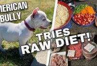 How to start an American Bully’s Raw Diet! | Pretty Bully Kennels