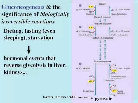 Glycolysis & Gluconeogenesis: How the Atkins Diet Works