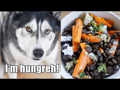 Husky Tries New Food And Demands More! Key reviews food