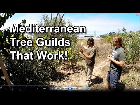 Permaculture Tip of the Day - Mediterranean Tree Guilds That Work!