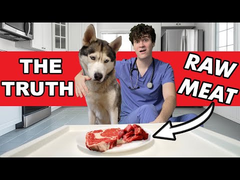 Vets Guide to Feeding Raw Pet Food